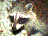 Click on thumbnail to view a full-size image