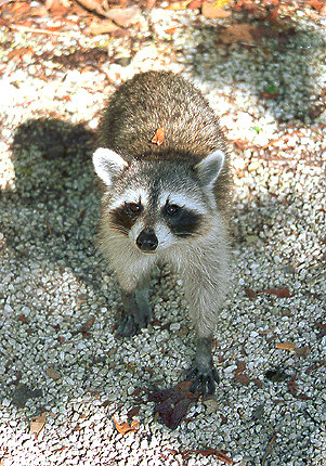 Racoon