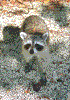 Click on thumbnail to view a full-size image