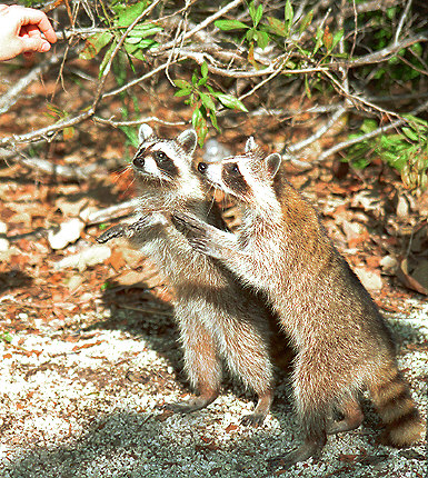 Racoons