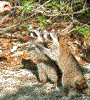 Click on thumbnail to view a full-size image
