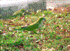 Click on thumbnail to view a full-size image