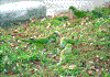 Click on thumbnail to view a full-size image