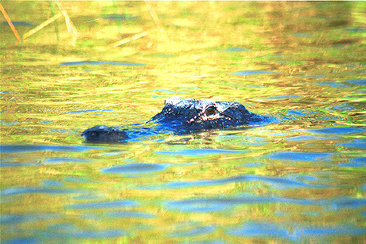 Swimming Gator