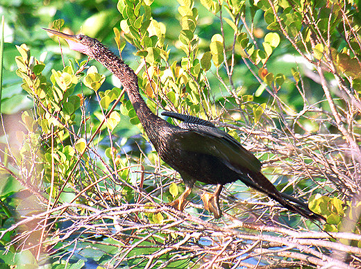 Anhinga