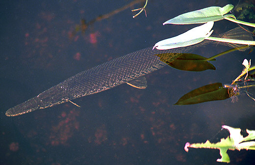 Spotted Gar