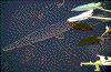 Click on thumbnail to view a full-size image