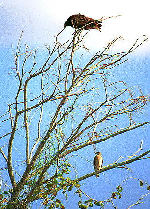 Turkey Vulture & Osprey
