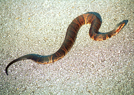 Water Moccasin Snake