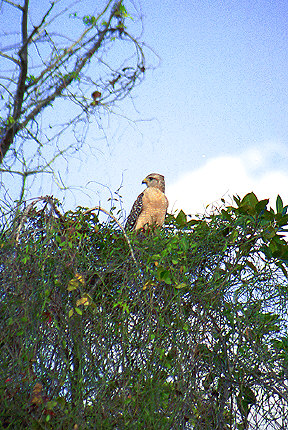 Osprey