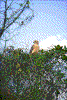 Click on thumbnail to view a full-size image