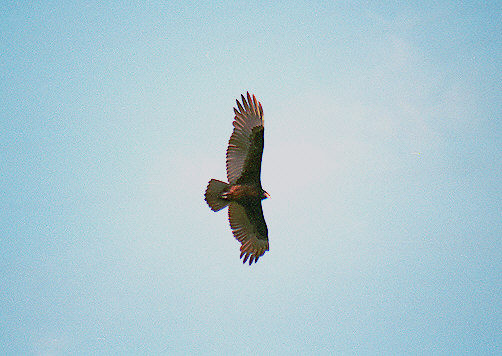 Flying Turkey Vulture