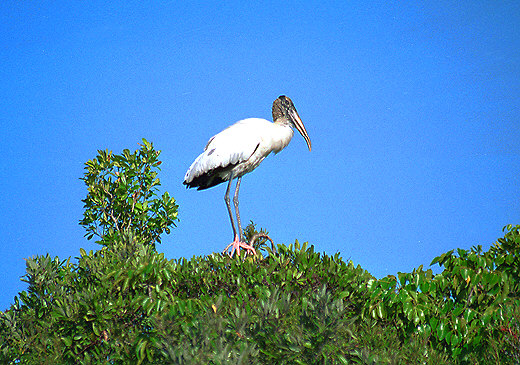 Wood Stork