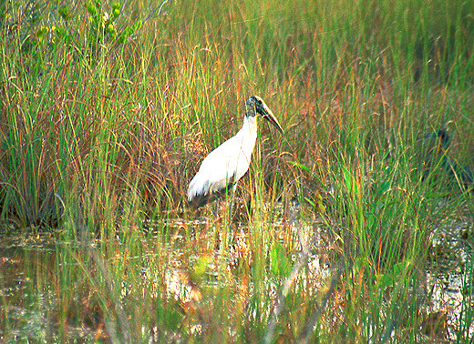 Wood Stork