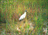 Click on thumbnail to view a full-size image