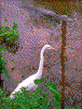 Click on thumbnail to view a full-size image