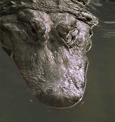 Alligator