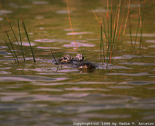 Swimming Gator