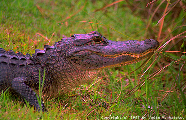 A Gator's smile
