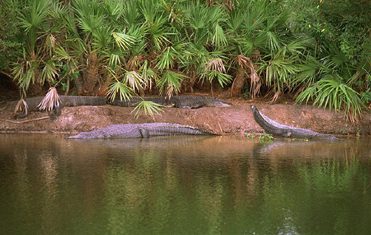 Gators