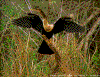 Click on thumbnail to view a full-size image