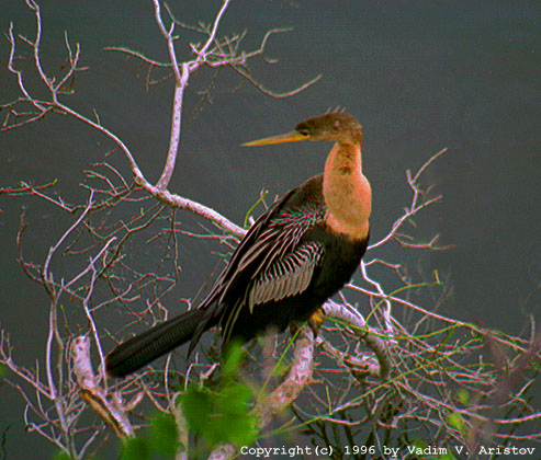 Anhinga