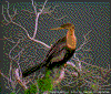 Click on thumbnail to view a full-size image