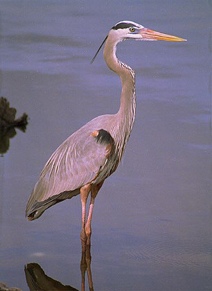 A Great Blue Heron