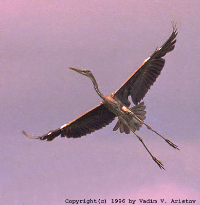 Flying Great Blue Heron