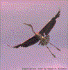 Click on thumbnail to view a full-size image