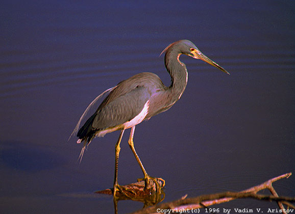 A Tricolored Heron