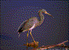 Click on thumbnail to view a full-size image