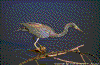Click on thumbnail to view a full-size image