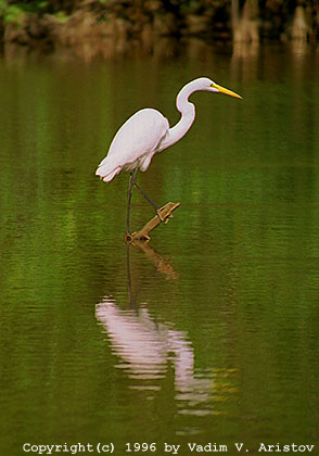 A Great Egret