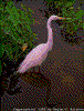 Click on thumbnail to view a full-size image