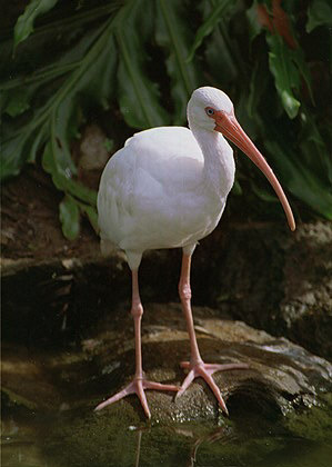 White Ibis