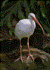 Click on thumbnail to view a full-size image