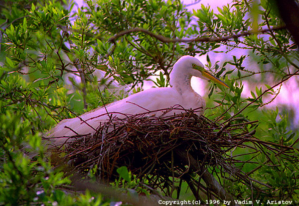 Egret in the nest