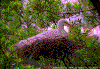 Click on thumbnail to view a full-size image