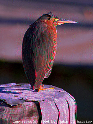 Green Heron