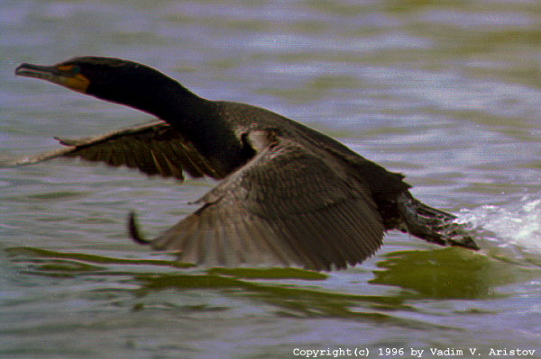 Flying Double-Crested Cormorant