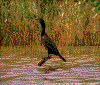 Click on thumbnail to view a full-size image