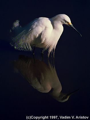 Snowy Egret
