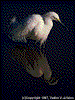 Click on thumbnail to view a full-size image