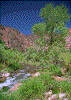 Click on thumbnail to view a full-size image