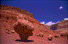Click on thumbnail to view a full-size image