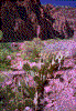 Click on thumbnail to view a full-size image