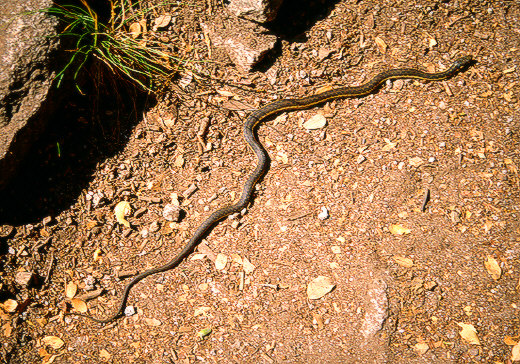 Snake