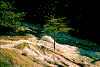 Click on thumbnail to view a full-size image