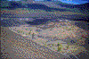 Click on thumbnail to view a full-size image